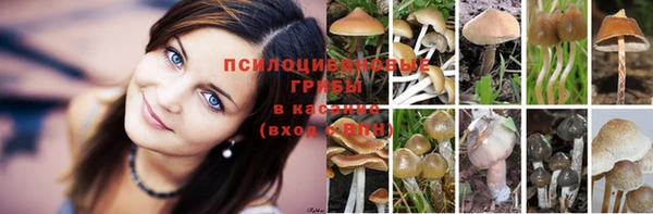 PSILOCYBIN Касимов